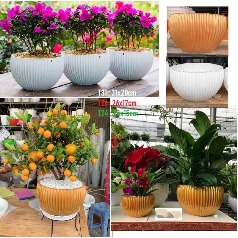 Chậu gân sọc để bàn 16x10cm