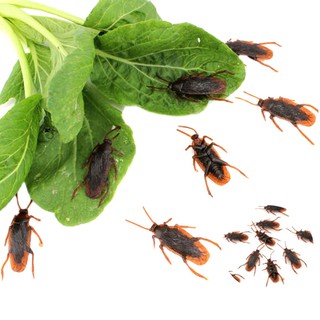 Bộ 10 Con Gián Đồ Chơi Độc Đáo