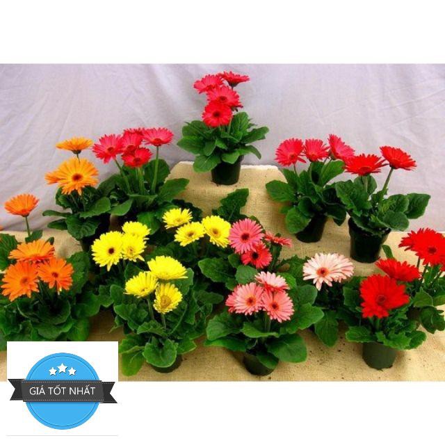 Hạt Giống Hoa đồng tiền Mix 100 Hạt/ GóI