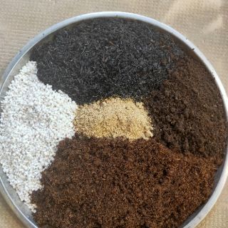 Đất Ươm Hạt (gieo hạt) Xương Rồng