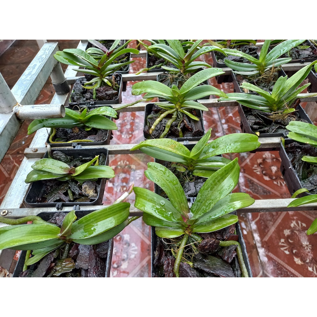 Lan Ngọc Điểm, Lan Đai Châu Cỡ Trung 8-12 Lá GIỐNG THÁI