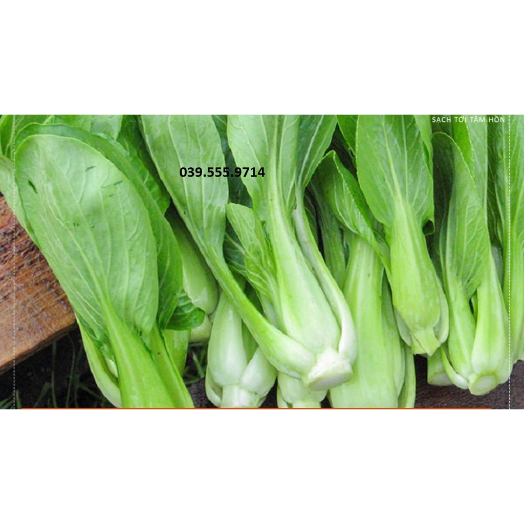Hạt Giống Cải Ngọt Cao Sản 100gam - Nhanh Thu Hoạch