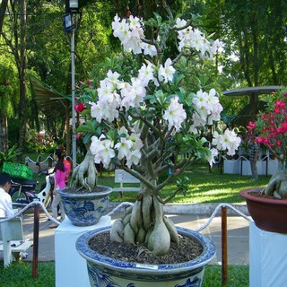 HẠT GIỐNG HOA SỨ THÁI