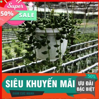 Sen đá chuỗi ngọc dài chậu treo, dễ trồng dễ chăm