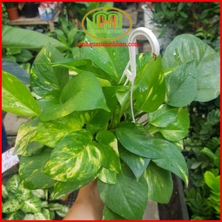 Cây trầu bà treo mini dễ thương trang trí bàn học bàn làm việc hoặc treo ban công cửa sổ