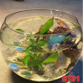 Bình tròn để bàn đẹp - bể cá tròn mini để bàn văn phòng đẹp