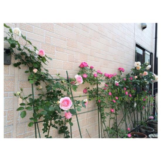 🤞 ỐNG THÉP BỌC NHỰA 🤞 - Dùng làm Khung Đỡ,Giá Đỡ Hoa Hồng Leo,Giàn Leo Bầu Bí Mướp,Khung cây thép