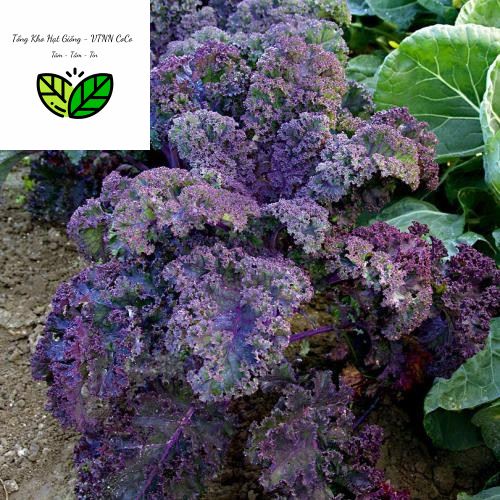 Hạt Giống Cải Xoăn Tím, KaLe Xoăn Tím Scalet - Mỹ 100 Hạt, Dễ Nảy Mầm, Màu Tím Ngắt Khi Trời Lạnh