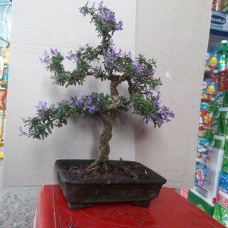 CHẬU BON SAI LINH SAM--SIÊU ĐẸP