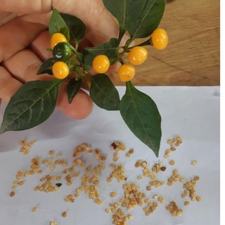 Hạt Giống Ớt Mắc Nhất Thế Giới - ( Ớt Peru Aji Charapita ) - 3 hạt