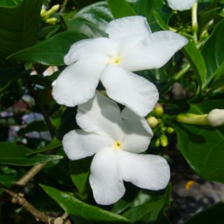 Hoa Lài Ta, Lài Tây, Dành Dành
