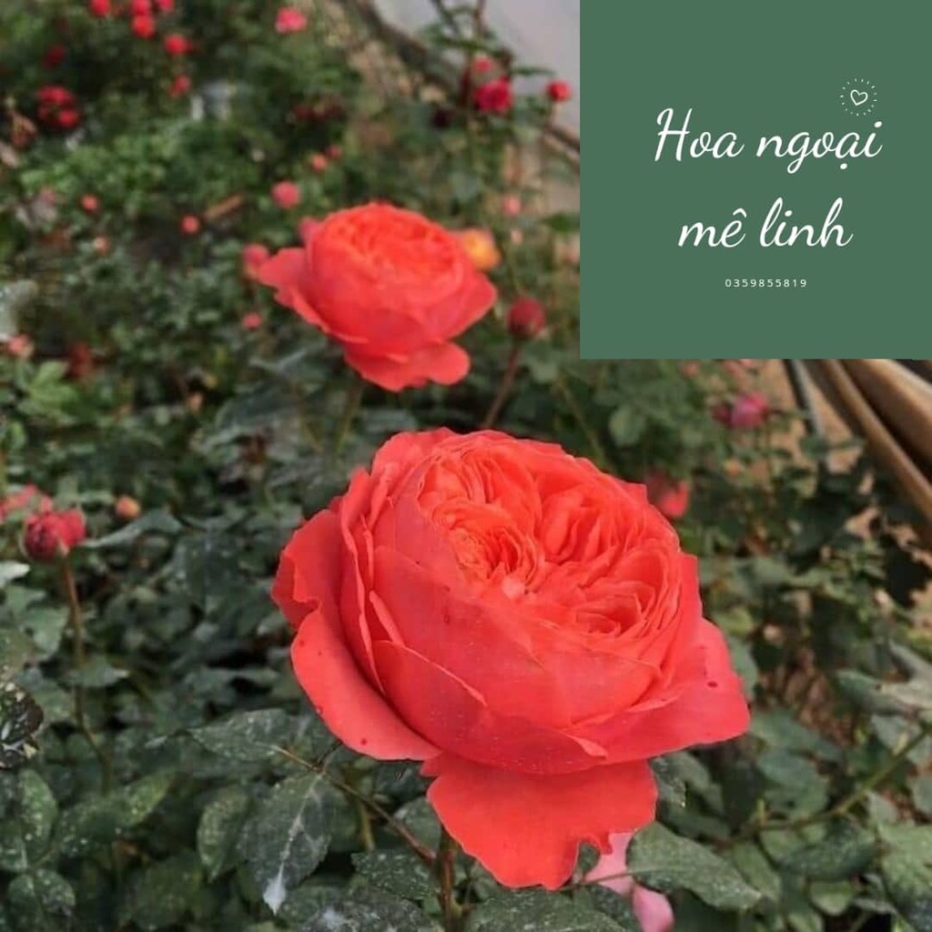 Hoa hồng ngoại Flamingo bông hồng cam tuyệt vời đến từ nước đức -Hoangoaimelinh