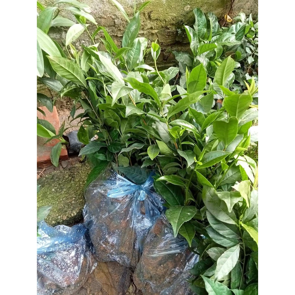 Combo 5 Bầu Giống Chè Xanh Thái Nguyên