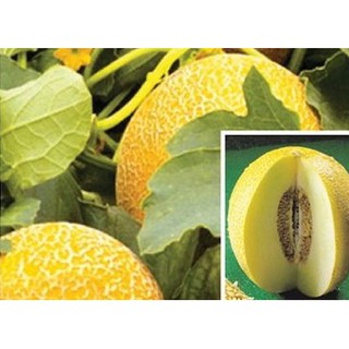 Hạt giống dưa lưới cô bé lọ lem f1 - gói 5 hạt