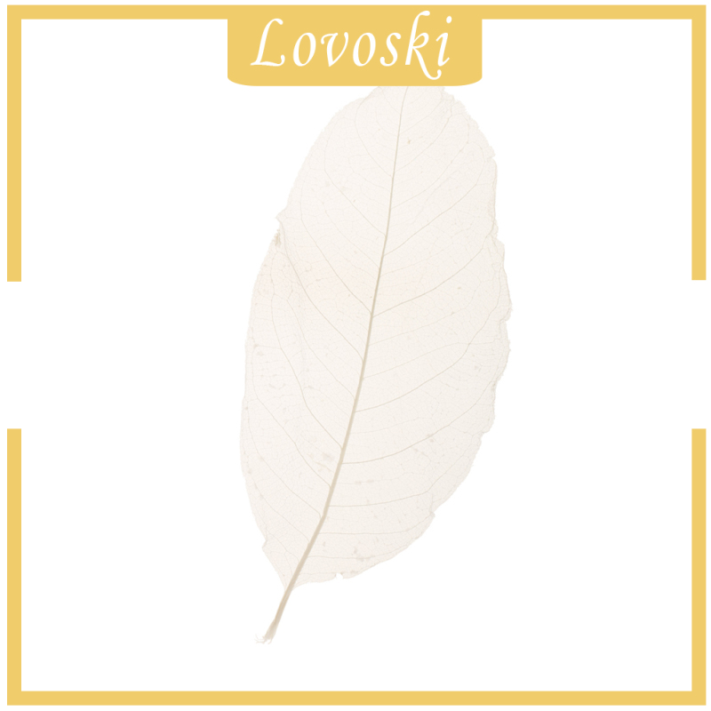 Bộ 50 Lá Mộc Lan Tự Nhiên Dùng Để Trang Trí