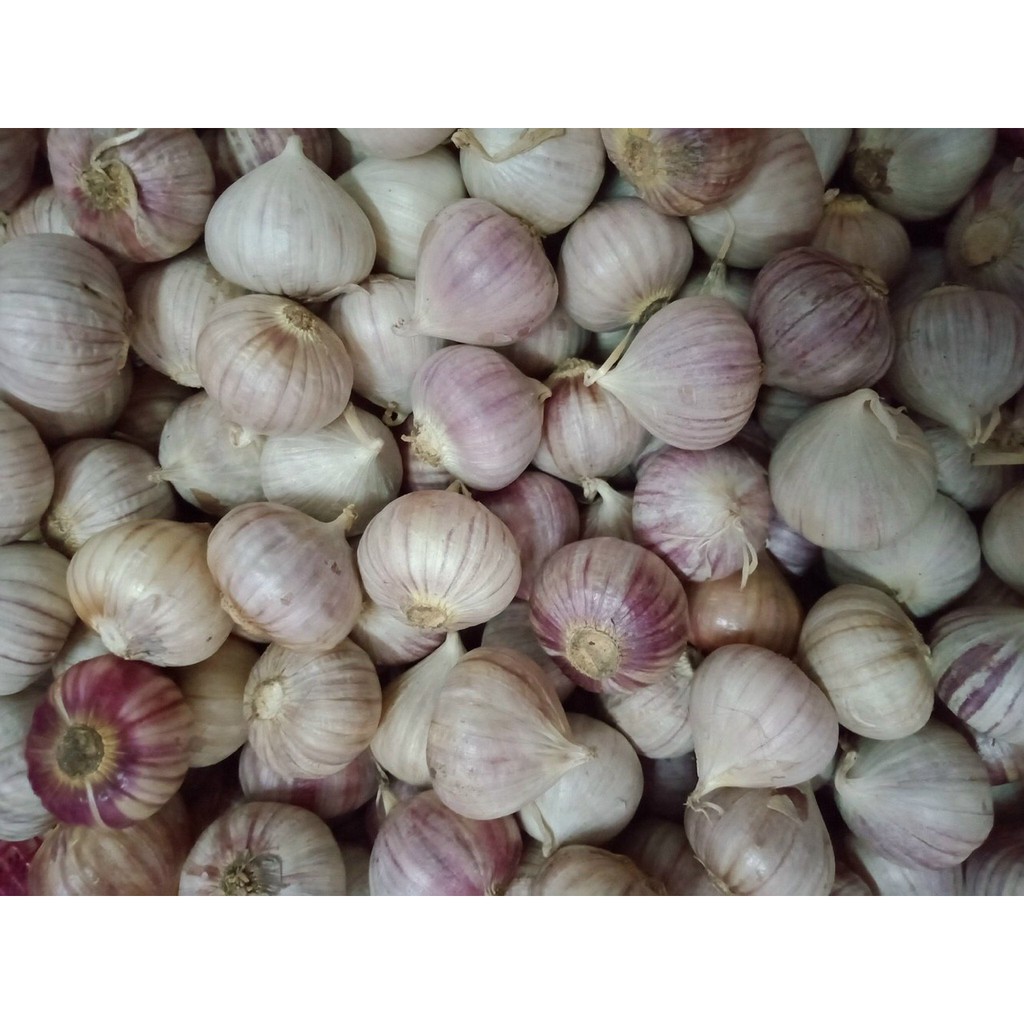 Tỏi cô đơn (To đẹp 1kg) Hàng xuất khẩu