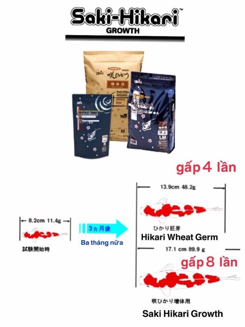 Cám cá vàng cá chép sư tử siêu tăng trọng hạt chìm hạt nổi Saki Hikari SS 1kg