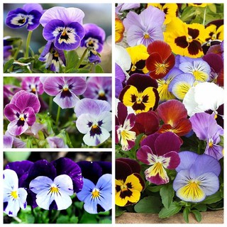 HẠT GIỐNG HOA PANSY MIX