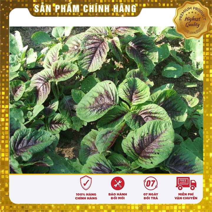 Hạt giống rau Dền Khoang 20gram [Bán Sỉ]