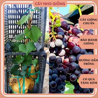 Cây giống nho kẹo 126