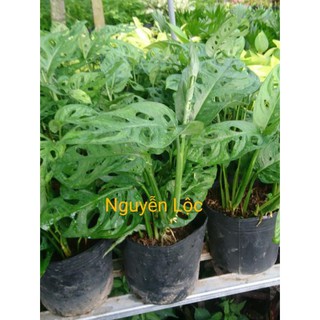 Cây trầu bà lỗ + Tặng (0,3kg) phân hữu cơ cao cấp