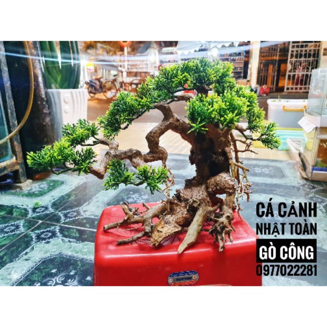 CÂY LỦA BONSAI KHÔ TRANG TRÍ HỒ CÁ NON BỘ 30x13x20cm