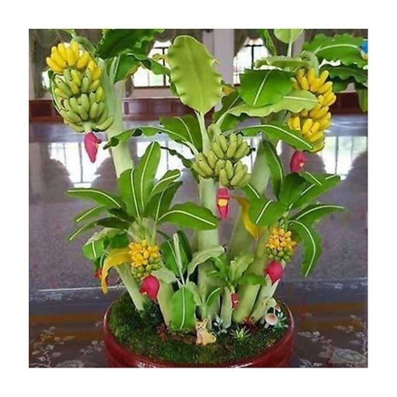 Hạt chuối mini siêu quả, chuối kiểng gói 25 hạt