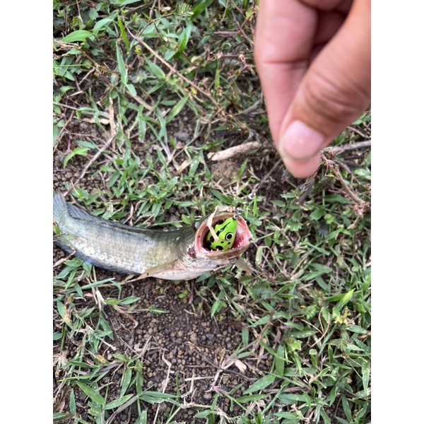 Nhái Hơi Chuột Sóc Mắt Lồi 3,8cm Nặng 7,5gam Lưỡi Thép 1,8li Siêu Bén | Nhái Hơi Siêu Rẻ Chất Lượng