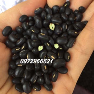 Đỗ đen xanh lòng Ba Vì mới thu hoạch