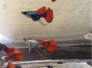Guppy Dumbo Redtail Ribbon theo cặp đẹp