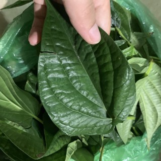 lá trầu không tươi 100% { HCM Giá Tốt }
