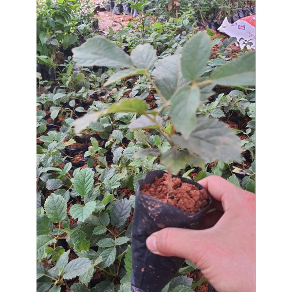 Phong linh giống tím