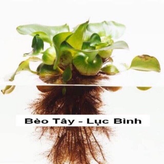 Rễ bèo Tây khô dùng chiết cành