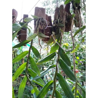 hoa phong lan phi điệp tím thái