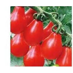 100 Hạt Giống Cà Chua Anh Đào Đỏ Hình Quả Lê Siêu Dễ Trồng (1052)