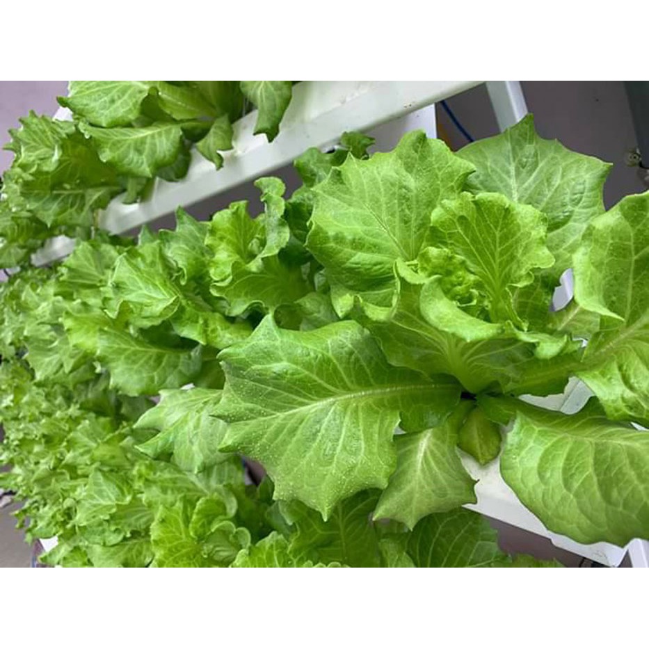 Mút trồng thủy canh 96 Viên Thích hợp Rọ 55 hoặc 65mm