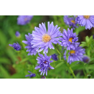 Hạt giống hoa Cúc Thạch Thảo Xanh Tím