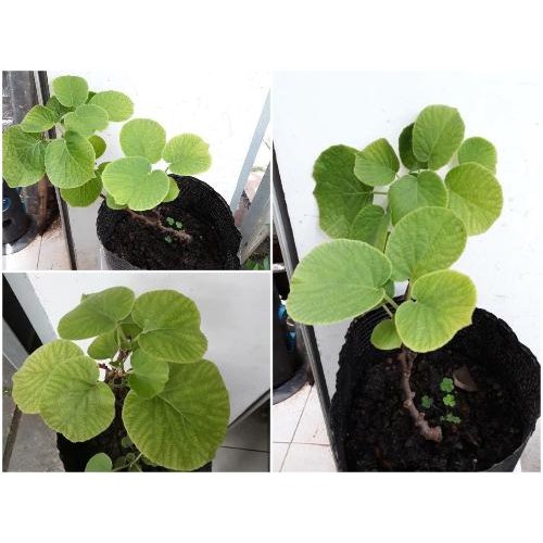 Kiwi chịu nhiệt ruột vàng gốc chiết nhanh cho trái
