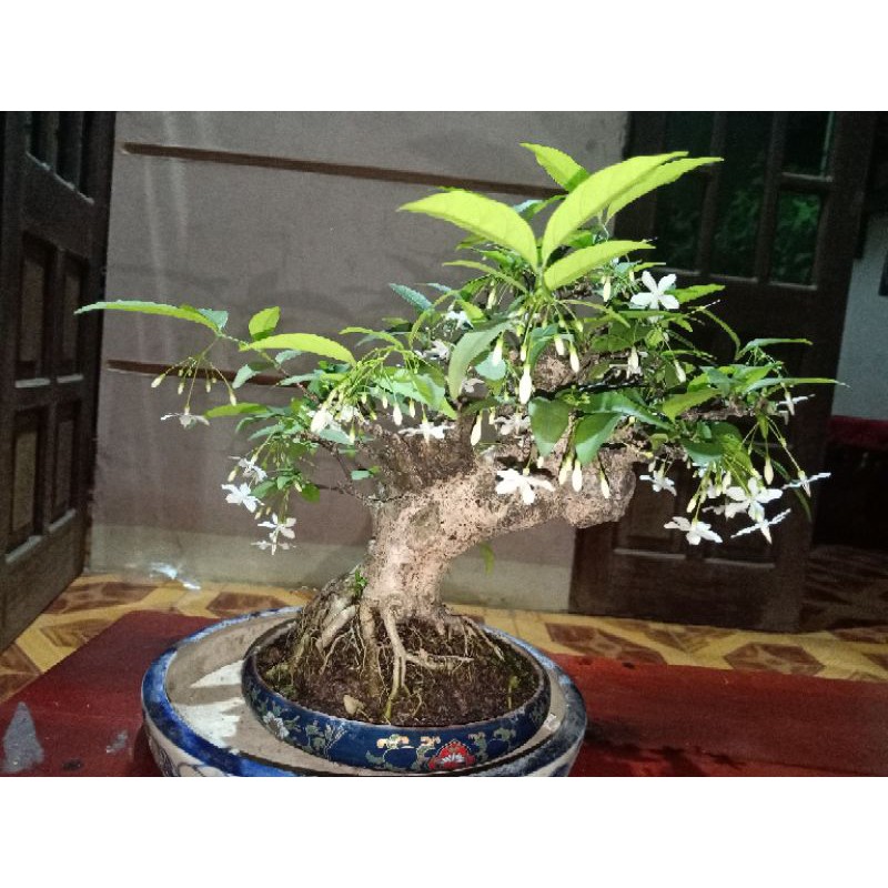cây Mai chiếu thủy mini (để bàn làm việc)