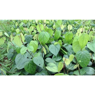 Cây Giống HỒ TIÊU THEKKEN . ( Tiêu chùm).