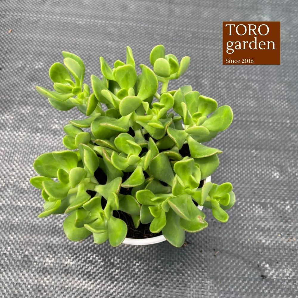 Sen đá thạch bích lá xoăn Đà Lạt size trung bình cây cảnh trang trí nhà cửa Toro garden