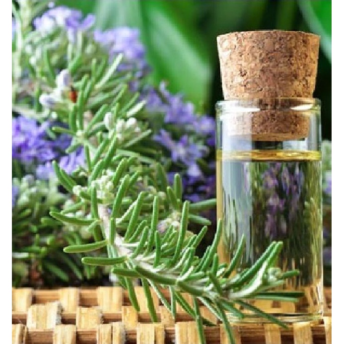 Hạt Giống Cây Hương Thảo Rosemary KNS1276 - Gói 20 hạt