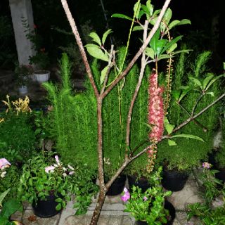 Cây Lộc Vừng Siêu Hoa