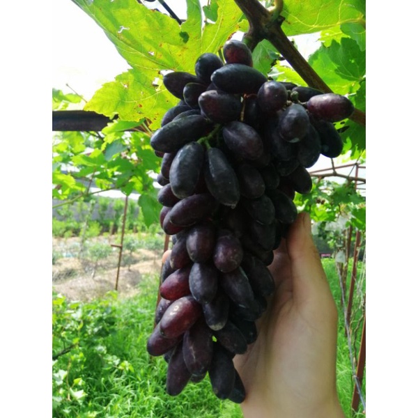 Cây giống nho - ngón tay đen và nhiều giống nho khác - 100% giống chuẩn