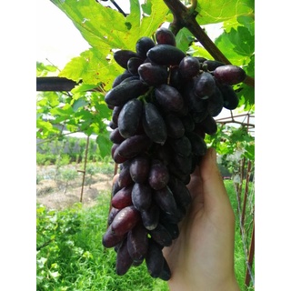 Cây giống nho - ngón tay đen và nhiều giống nho khác - 100% giống chuẩn