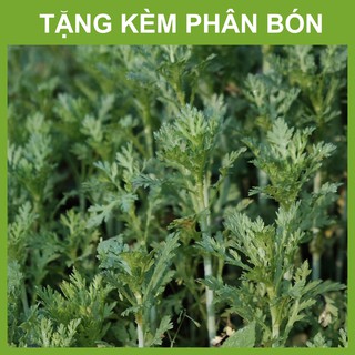 Hạt Giống Rau Tần Ô Chất Lượng - Tỉ Lệ Nảy Mầm Cao