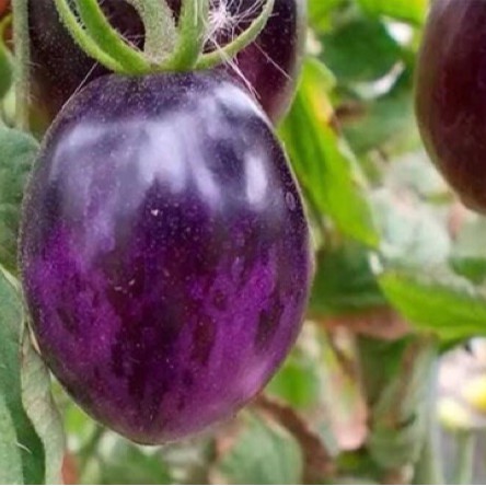 Hạt giống CÀ CHUA TÍM F1 (purple tomato) Nhập Khẩu nguyên bao bì Đài Loan