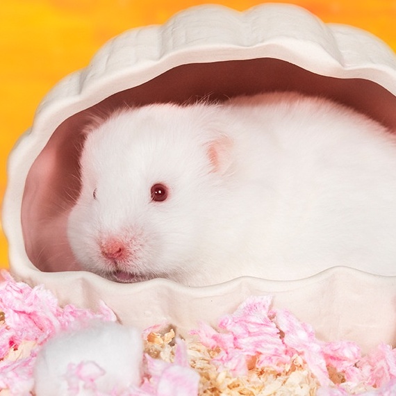 Nhà ngủ sứ hamster, VỎ SÒ xịn sò