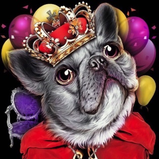 Áo thun thái hình mèo 3d