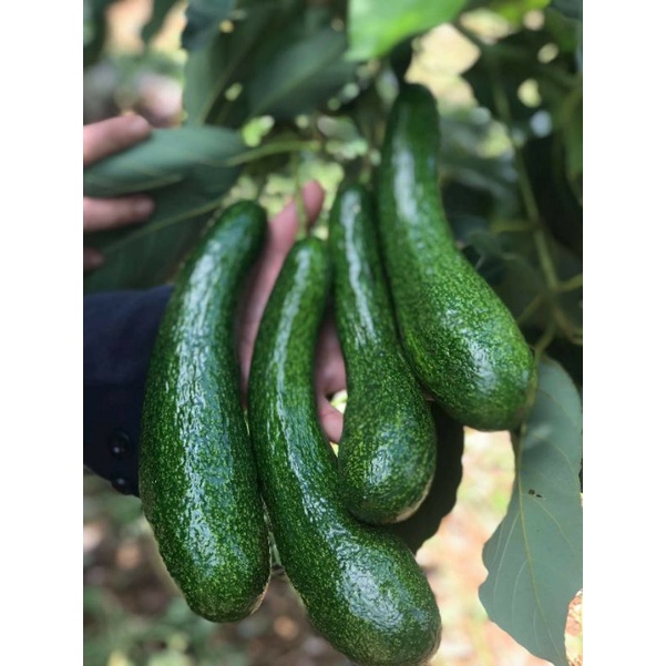 Bơ 034 organic